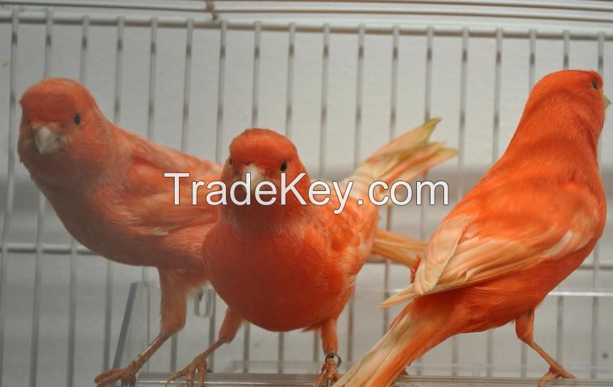 Yorkshire Canary For Sale - Lancashire Canary Birds