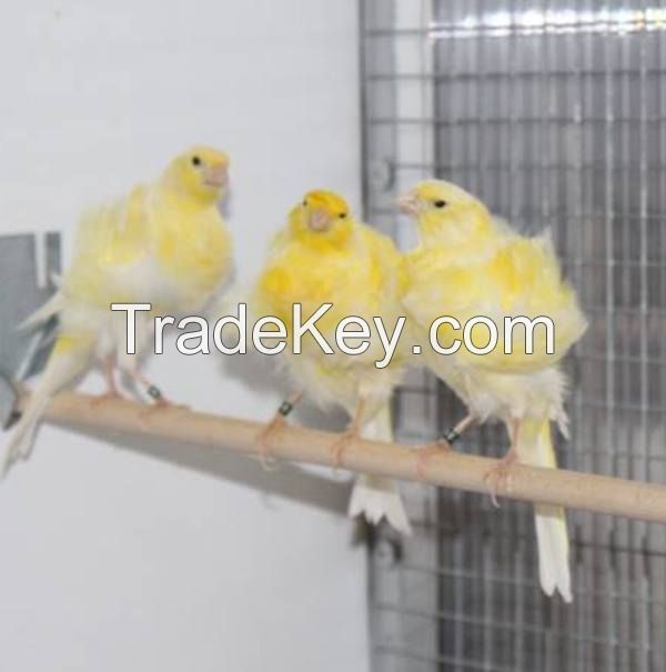 Lady Gouldian finches,Yorkshire Canary and Lancashire Canary Birds