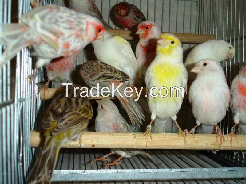 Finches,Canary birds,Yorkshire canary birds,Lancashire Canary