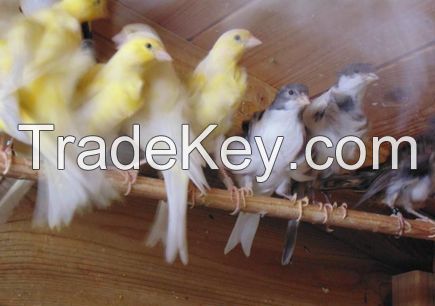 Lancashire Canary,Yorkshire Canary birds,Live Canary Birds