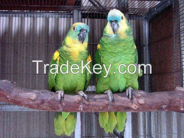 Hand Reared parrots,Amazons,ringneck,Macaws,African grey 