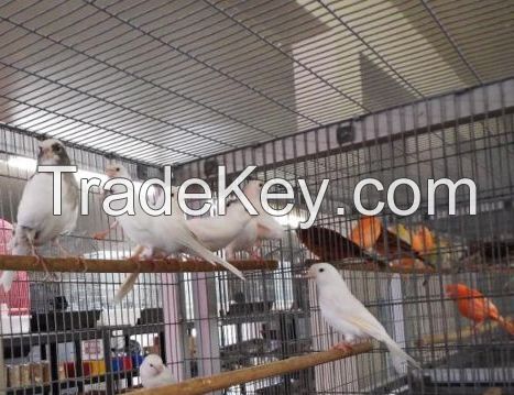 Yorkshire Canary,Lancashire Canary Birds For Sale 