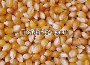 White Corn and Yellow Corn (Human consumption