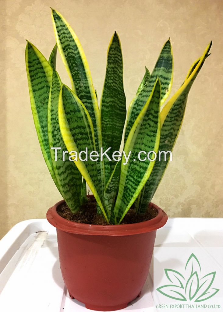 sansevieria