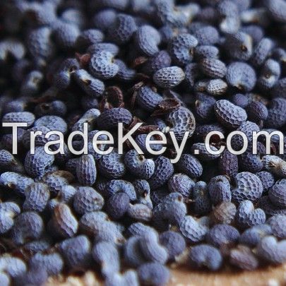 Blue Poppy seeds from kenya