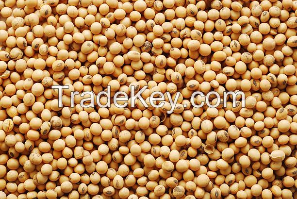 soya beans