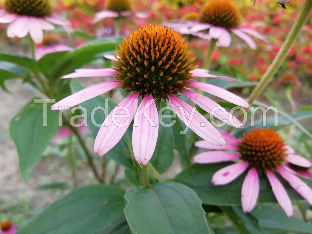 Echinacea pururea extract