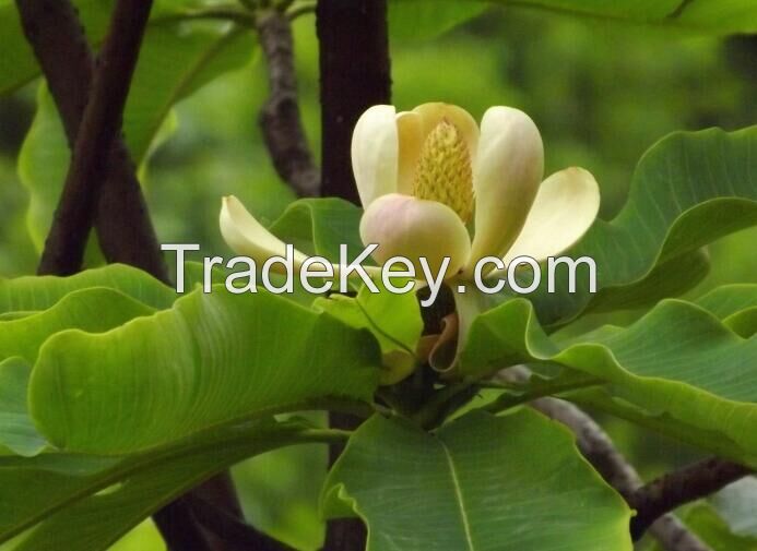 Magnolia Bark Plant Extract