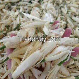 Michelia alba Flower Oil