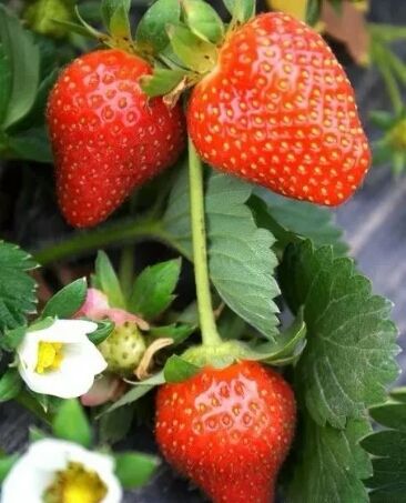 QHXN IQF Whole Strawberry- Frozen Strawberry-Grade A1