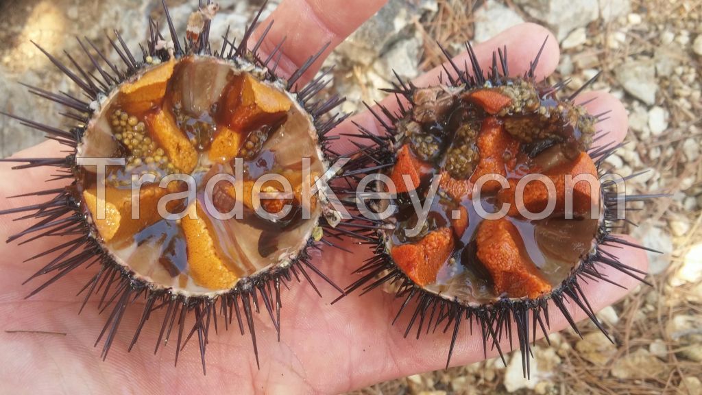 sea urchin and sea urchin roe