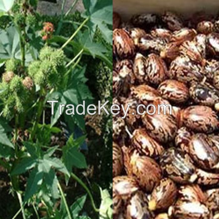 Castor Seeds, Chick Peas, Coffee bean, Pine Nuts, Almond Nuts