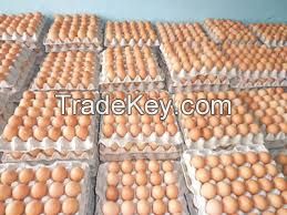 Fresh Poultry Eggs, Brown and White Table Eggs,Chicken Eggs,Hatching eggs Cobb 500 and Ross 308