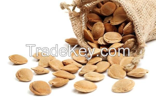 Apricot Kernels