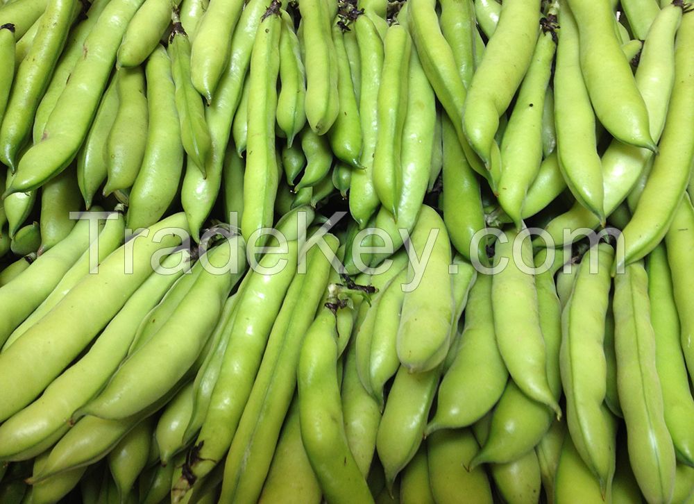 Broad Bean