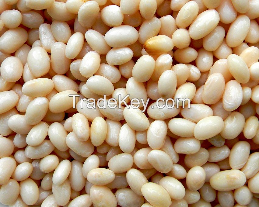 Haricot Bean