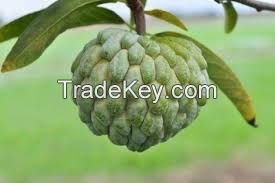 Custard Apple