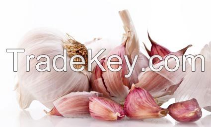 Garlic