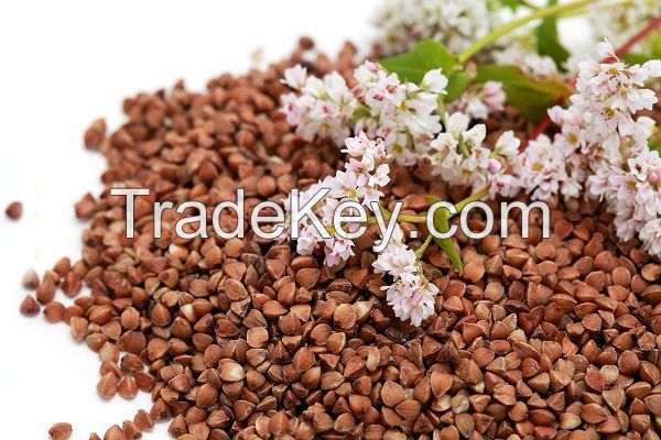 Buckwheat