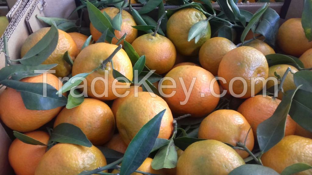 Mandarins Clementine Clemenules