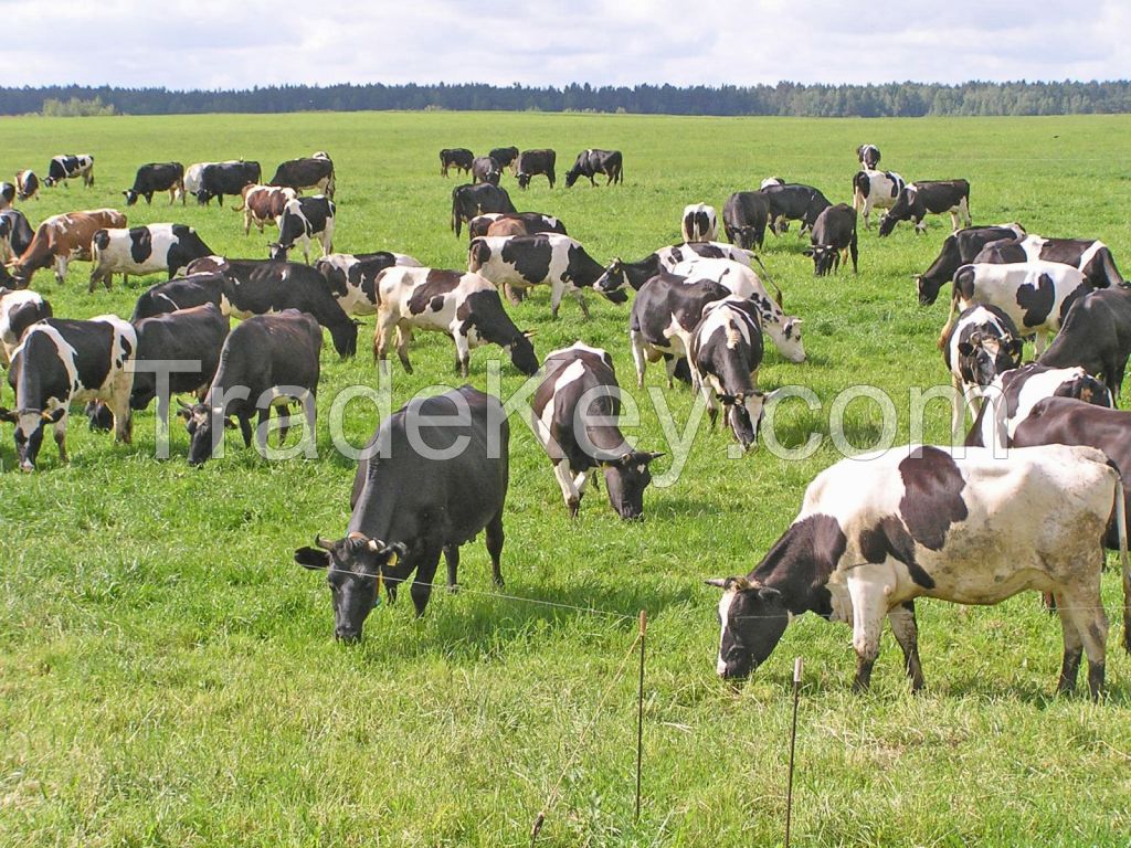 Selling of cattle, sheeps, horse etc. 
