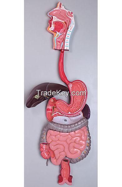 Digestive System Model 3 parts