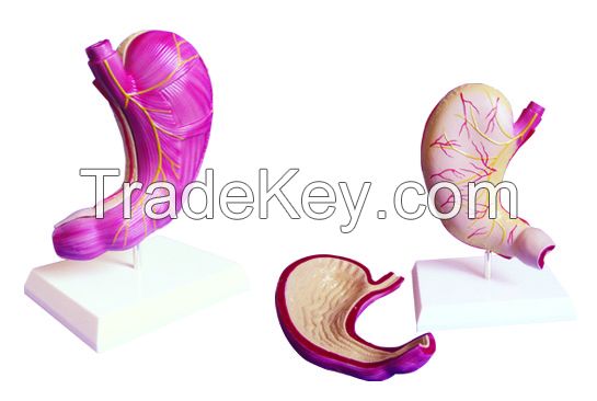 Stomach Model 2 Parts