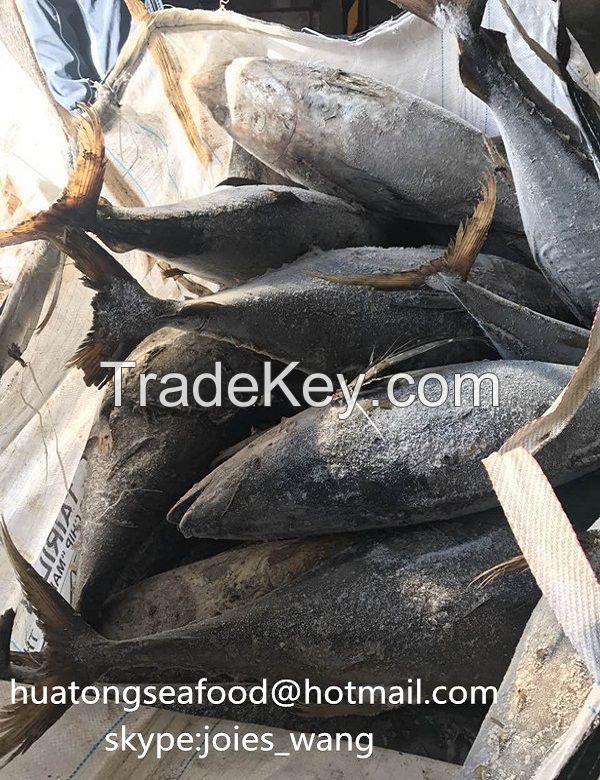 2017 new popular frozen yellow fin tuna 20kg up