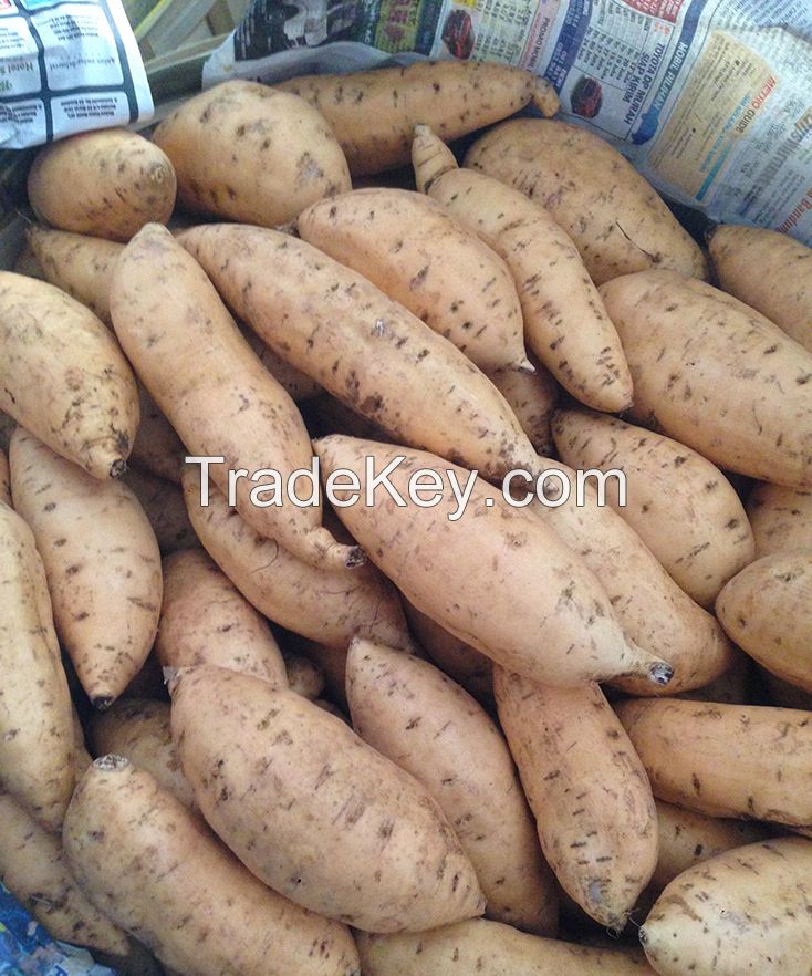 Honey Sweet Potatoes Ubi Cilembu Indonesia Finest Famous Export