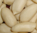 Blanched Peanut (Flower)