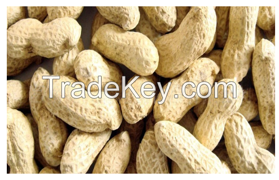 Raw Peanuts (Groundnuts)