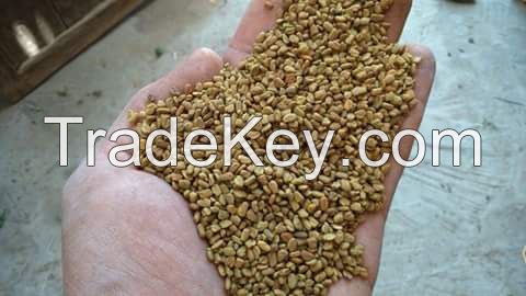 fenugreek seeds 