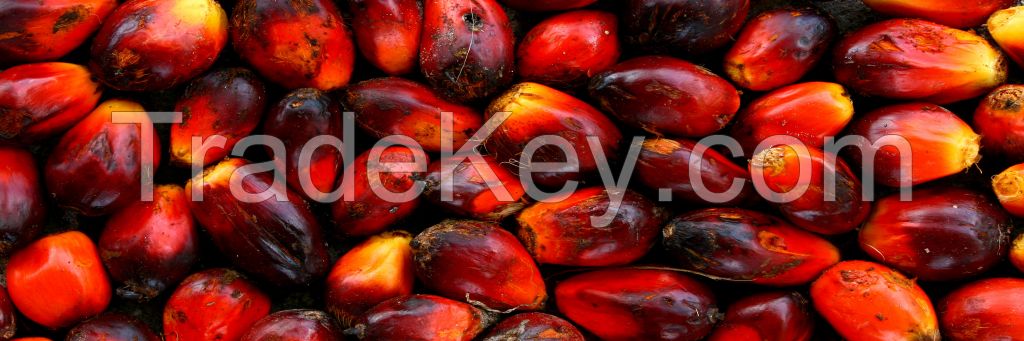 Palm Oil