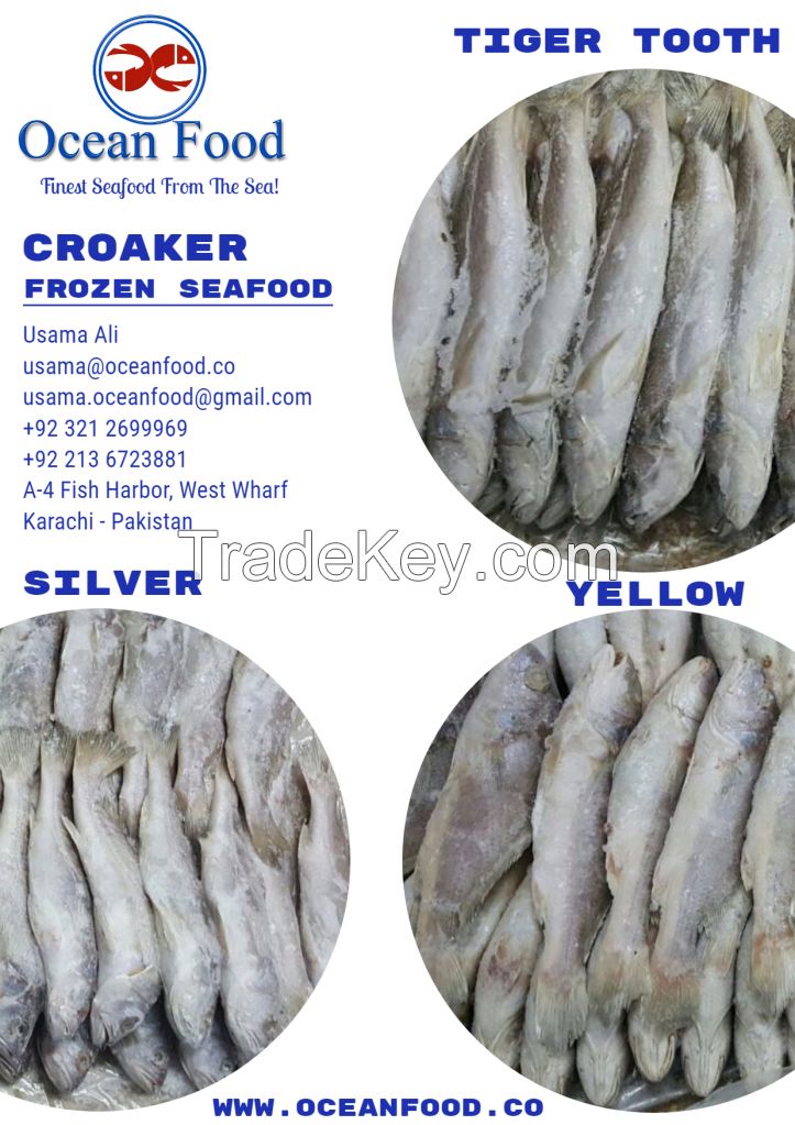 Croaker (Yellow, Silver &amp; Tiger Tooth)