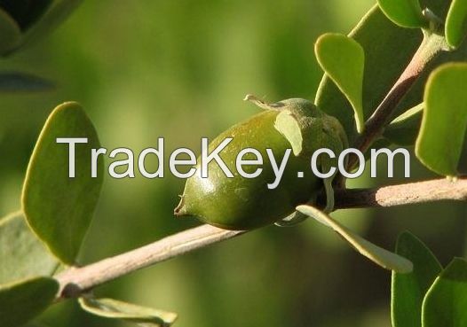 good quality jojoba oil