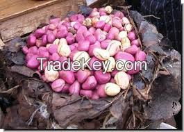 brazil nuts/ bitter kola