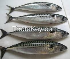 FROZEN SPANISH MACKEREL FISH WHOLE ROUND