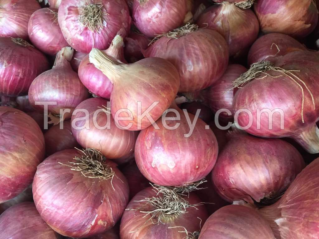 Onion