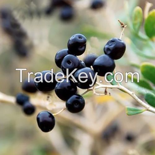 Black Goji Berry, black goji, black wolfberry, Chinese goji