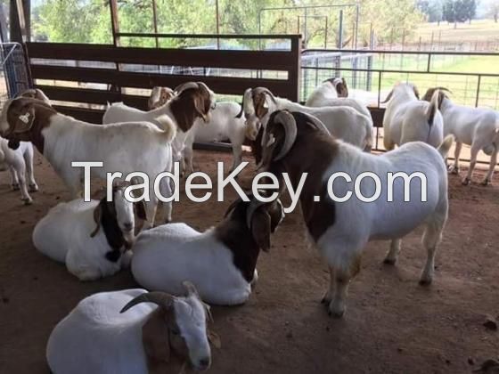 100% Full Blood LIVE Boer Goats / Live Purebred Saanen Goats / Live Purebred Red Kalahari Goats