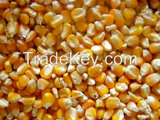 Yellow Maize & White Corn for Sale Worldwide