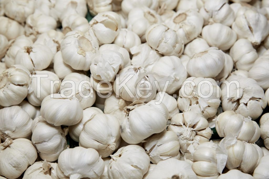 Common cultivate liliaceous vegetables fresh white garlic and ginger