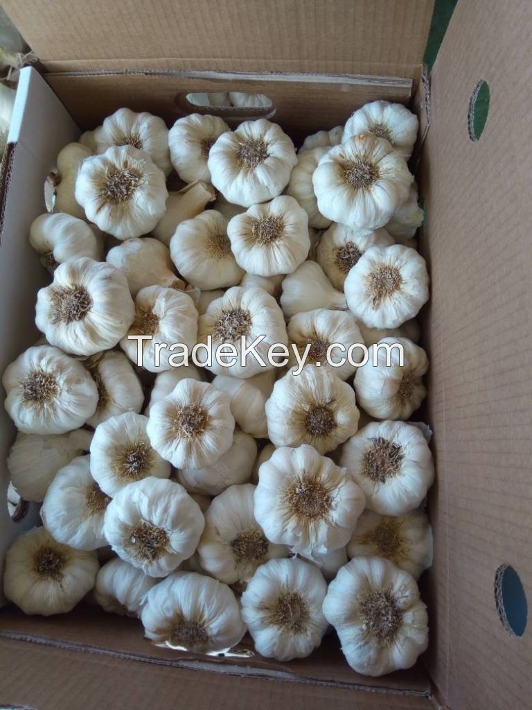 10kg Mesh Bag Normal White Garlic On Sale