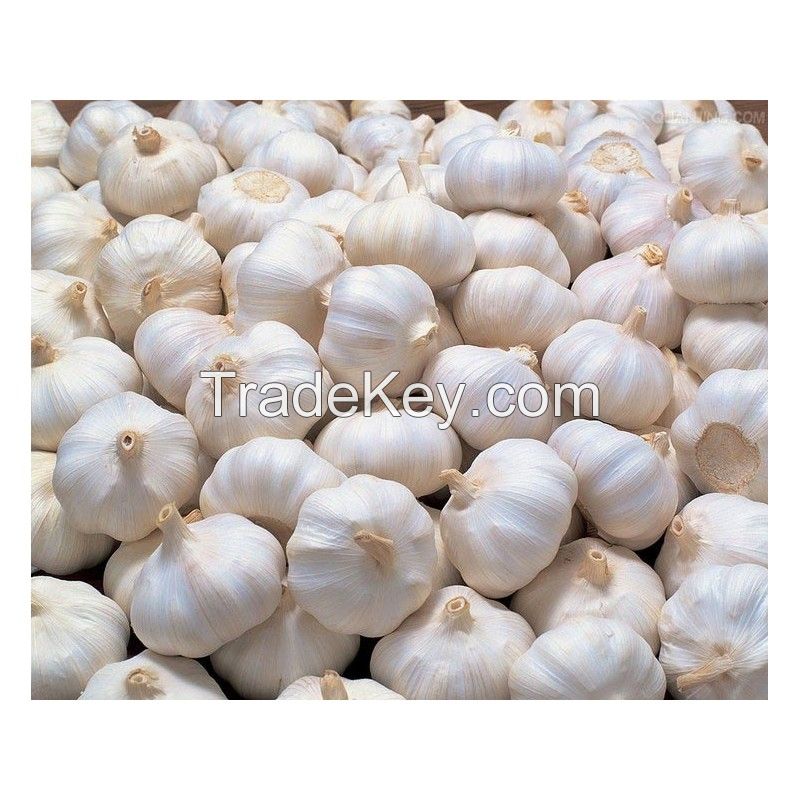  European best grade Fresh Natural White Garlic Purple Garlic Red Garlic