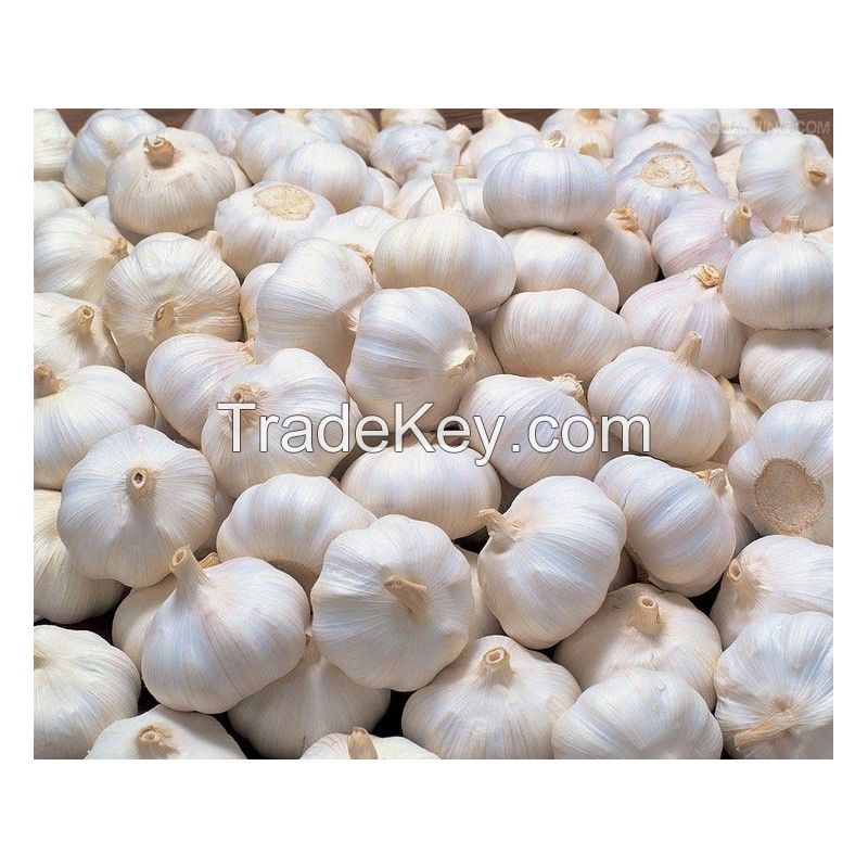 Raw Natural Fresh normal white garlic.