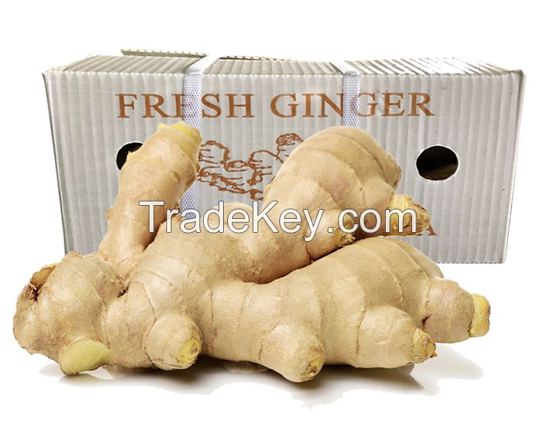 Air Dried Ginger 5/6/7kg PVC cCarton Fresh Ginger