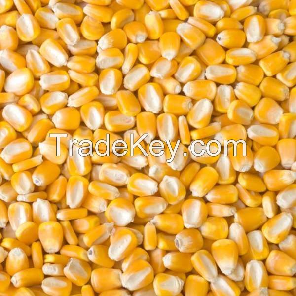 Bulk dried Yellow corn for Animal feed.