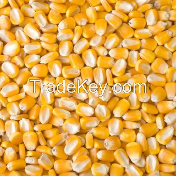 Bulk of Dry yellow corn grains