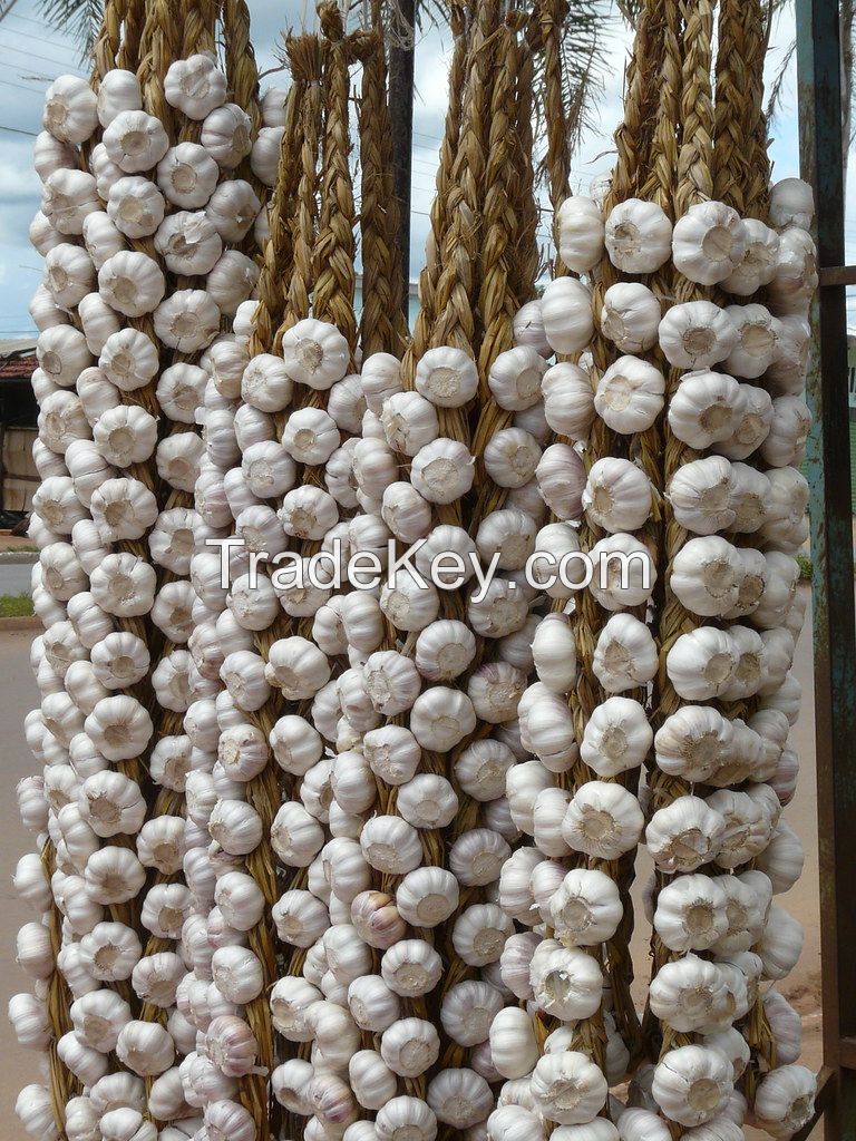 China White & Normal White Fresh Garlic for Sale