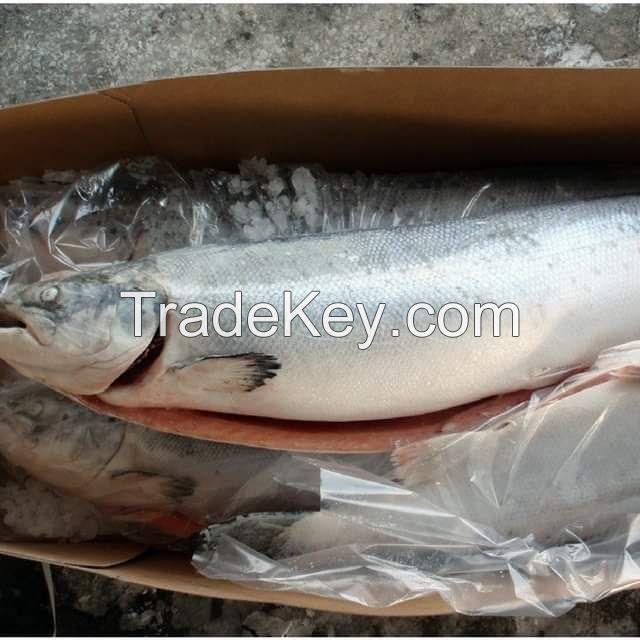 Frozen Atlantic Salmon (hog)